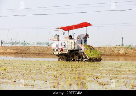 Contea di Luannan - 16 maggio 2019: Piantagione meccanizzata di piantine di riso da parte degli agricoltori, Contea di Luannan, provincia di Hebei, Cina Foto Stock