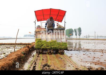 Contea di Luannan - 16 maggio 2019: Piantagione meccanizzata di piantine di riso da parte degli agricoltori, Contea di Luannan, provincia di Hebei, Cina Foto Stock