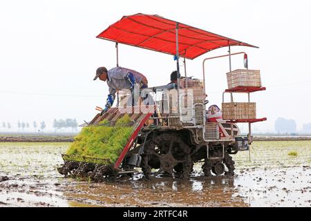 Contea di Luannan - 16 maggio 2019: Piantagione meccanizzata di piantine di riso da parte degli agricoltori, Contea di Luannan, provincia di Hebei, Cina Foto Stock