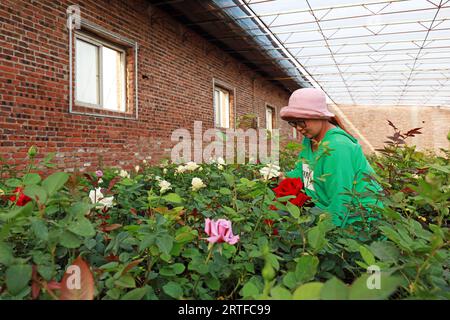 Contea di Luannan - 16 maggio 2019: Una signora sta sorvegliando i fiori nel giardino, contea di Luannan, provincia di Hebei, Cina. Foto Stock