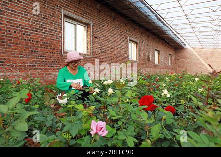 Contea di Luannan - 16 maggio 2019: Una signora sta sorvegliando i fiori nel giardino, contea di Luannan, provincia di Hebei, Cina. Foto Stock