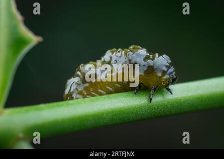 riprese in primo piano dei cicli di vita del coleottero a foglia Foto Stock