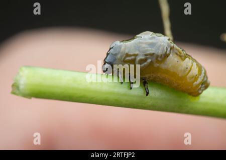 riprese in primo piano dei cicli di vita del coleottero a foglia Foto Stock
