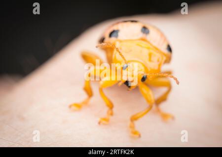 riprese in primo piano dei cicli di vita del coleottero a foglia Foto Stock