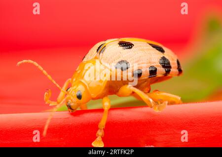 riprese in primo piano dei cicli di vita del coleottero a foglia Foto Stock