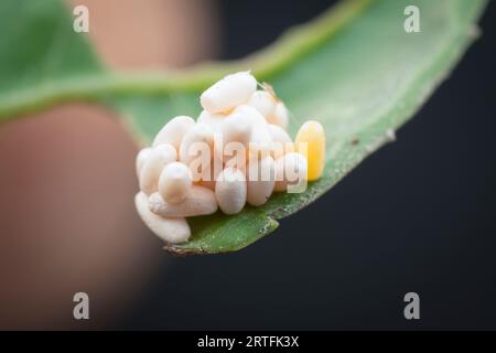 riprese in primo piano dei cicli di vita del coleottero a foglia Foto Stock
