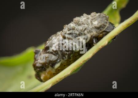 riprese in primo piano dei cicli di vita del coleottero a foglia Foto Stock