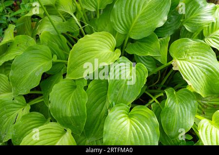 Foglie verdi di Hosta bianca Foto Stock