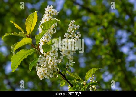 Ciliegio d'uccello in fiore, sfondo naturale primaverile. Fiori bianchi su rami verdi. Il padus di Prunus, conosciuto come hackberry, hagberry, o albero di Mayday, è un flusso Foto Stock