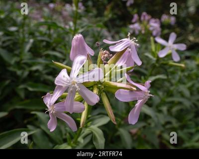 Vista ravvicinata dei fiori rosa della saponaria officinalis, noti anche come erba saponaria comune, erba saponosa o scommessa rimbalzante che fiorisce all'aperto nei prati estivi Foto Stock