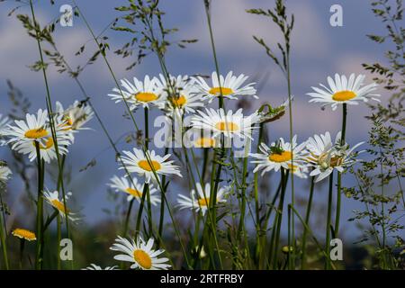 Fiori di margherita selvaggi che crescono su prato, camomiles bianco su sfondo cielo nuvoloso blu. Margherite di Oxeye, vulgare di Leucanthemum, margherite, Dox-eye, mais comune Foto Stock