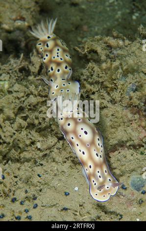 Coppia di Nudibranch di Tryon, Hypselodoris tryoni, che si seguono a vicenda, sito di immersione di Dili Rock East, Dili, Timor Est Foto Stock