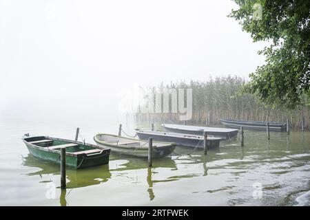Semplici barche a remi ormeggiate in fila ai pali sulla riva del lago in una mattinata grigia nebbiosa, paesaggio acquatico tranquillo, spazio di copiatura, messa a fuoco selezionata, profondità stretta Foto Stock