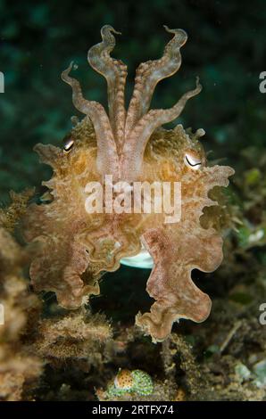 Broadclub Cuttlefish, Sepia latimanus, tentacoli in posizione difensiva, sito di immersione Tasi Tolu, Dili, Timor Est Foto Stock