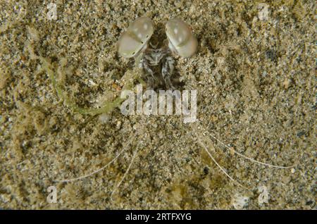 Spearing Mantis Shrimp, Lysiosquillina sp, mimetizzato nel buco nella sabbia, immersioni notturne, sito di immersione Dili Rock East, Dili, Timor Est Foto Stock