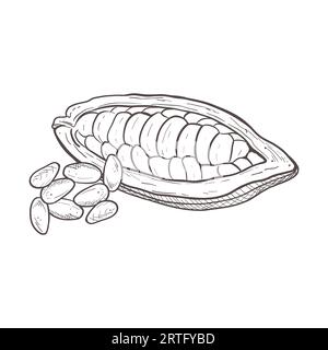 Set di illustrazioni vettoriali di baccello di cacao non sbucciato aperto e semi staccati. Contorno nero scillfull del frutto del cacao, disegno grafico. Per Illustrazione Vettoriale