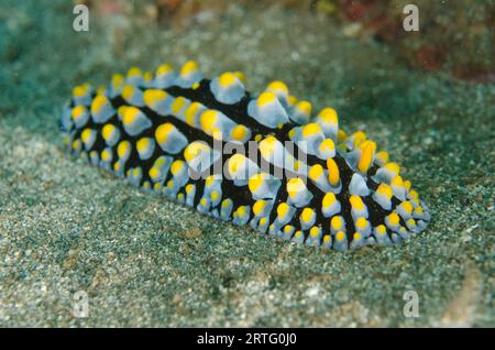 Varicose Phyllidia Nudibranch, Phyllidia varicosa, Secret Garden dive site, Dili, Timor Est Foto Stock