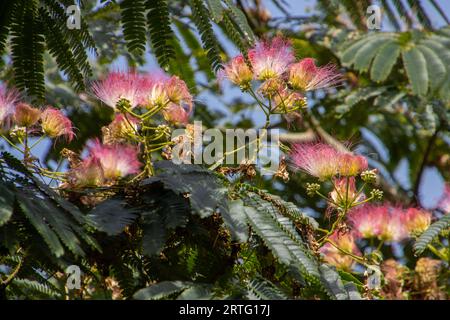 Fiori di un albero di seta persiano Foto Stock