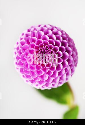 Vista dall'alto della splendida pompon dahlia viola con morbido sfondo bokeh sfocato. Un concetto floristico o di giardinaggio. (Dahlia Pompon) Foto Stock