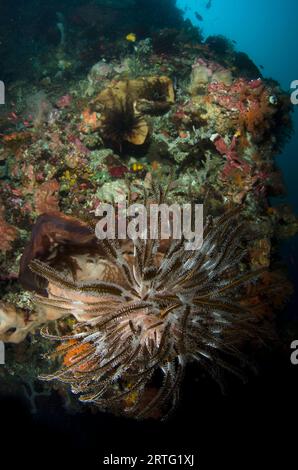 Crinoid, Comatulida Order, il sito di immersione della baia, l'isola di Atauro, vicino a Dili, Timor Est Foto Stock