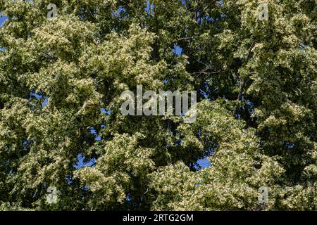 Rami di un tiglio in fiore Foto Stock