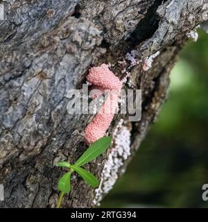 Uova di lumaca di mele su un albero. Foto Stock