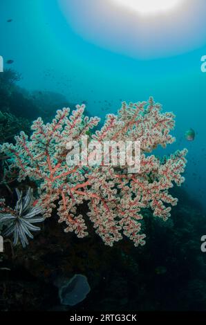 Corallo Cherry Blossom, Siphonogorgia godeffroyi, con sole e pesci sullo sfondo, sito di immersione Outer Reef, isola di Atauro, vicino a Dili, Timor Est Foto Stock