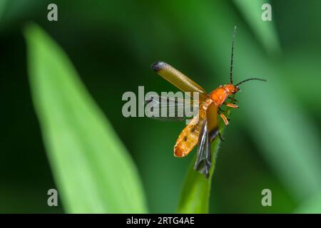 Scarabeo rosso soldato comune con ali aperte, Rhagonycha Fulva Foto Stock