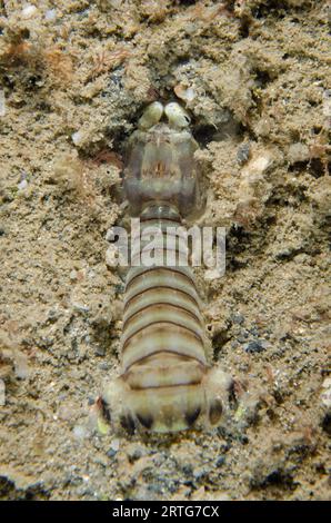 Gamberi Tiger Mantis, Lysiosquillina maculata, immersioni notturne, sito di immersione Dili Rock East, Dili, Timor Est Foto Stock