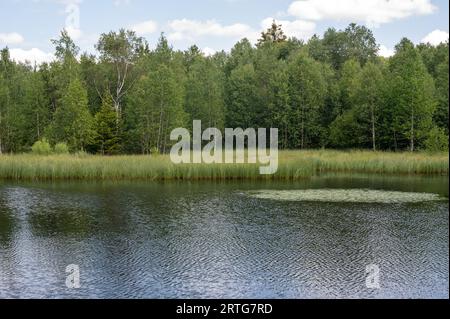 Serbatoio nella brughiera rossa nell'alto Rhoen, Assia, Germania. Con cielo blu e nuvole bianche e riflessi nell'acqua Foto Stock