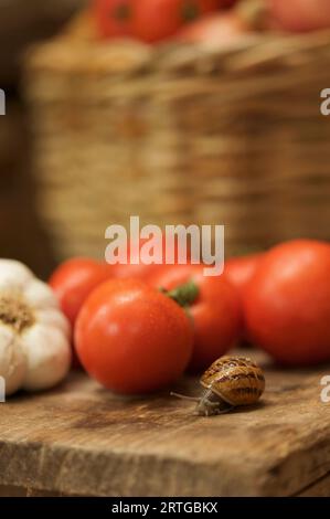 In prossimità di una lumaca slithering su una panca di legno accanto ad alcuni pomodori e un bulbo di aglio Foto Stock