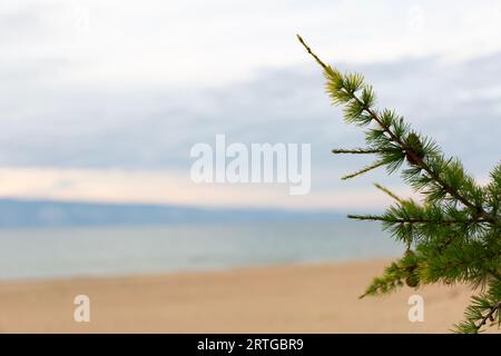 Baikal Larch Pine conia sulla sfocata Send Baikal Beach Foto Stock