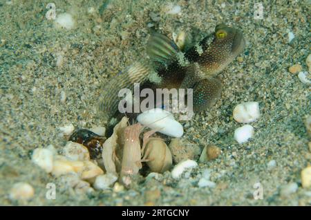 Shrimpgoby variabile, Cryptocentrus fasciatus, che tiene d'occhio i gamberetti a strisce fini, Alpheus ochrostriatus, scava buco condiviso sulla sabbia, Dili Foto Stock