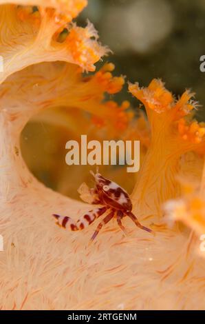 Granchio di porcellana, Lissoporcellana sp, On Carnation Coral (Spongodes sp), sito di immersione Tasi Tolu, Dili, Timor Est Foto Stock