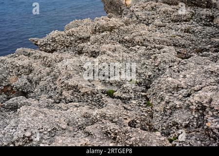 I rodoliti sono fossili di alghe coralline di Myocene. Questa foto è stata scattata in Benidali, Isola di Menorca, Isole Baleari, Spagna. Foto Stock