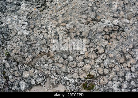 I rodoliti sono fossili di alghe coralline di Myocene. Questa foto è stata scattata in Benidali, Isola di Menorca, Isole Baleari, Spagna. Foto Stock