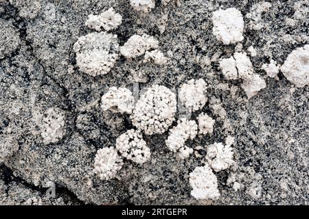 I rodoliti sono fossili di alghe coralline di Myocene. Questa foto è stata scattata a Biniancolla, Isola di Minorca, Isole Baleari, Spagna. Foto Stock