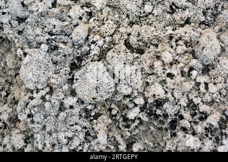 I rodoliti sono fossili di alghe coralline di Myocene. Questa foto è stata scattata a Biniancolla, Isola di Minorca, Isole Baleari, Spagna. Foto Stock