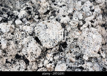 I rodoliti sono fossili di alghe coralline di Myocene. Questa foto è stata scattata a Biniancolla, Isola di Minorca, Isole Baleari, Spagna. Foto Stock