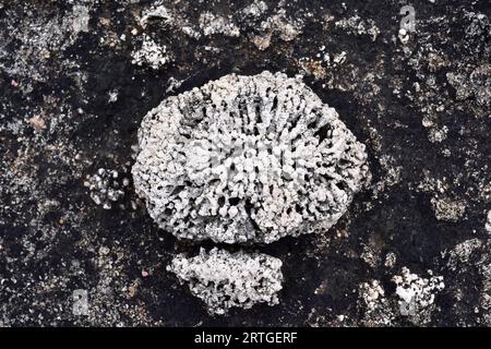 I rodoliti sono fossili di alghe coralline di Myocene. Questa foto è stata scattata a Biniancolla, Isola di Minorca, Isole Baleari, Spagna. Foto Stock