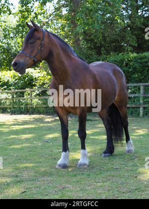 Una splendida baia Welsh Cob si trova in un paddock. Foto Stock