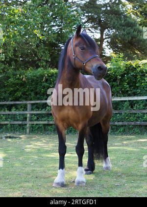 Una splendida baia Welsh Cob si trova in un paddock. Foto Stock