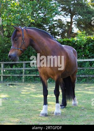 Una splendida baia Welsh Cob si trova in un paddock. Foto Stock