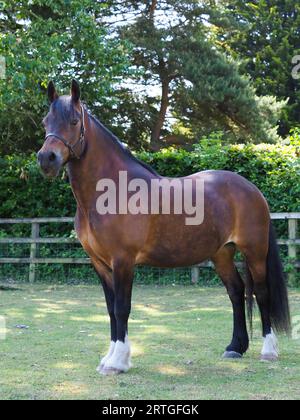 Una splendida baia Welsh Cob si trova in un paddock. Foto Stock