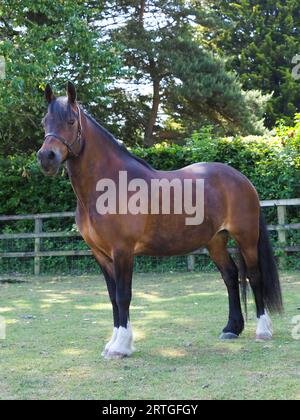 Una splendida baia Welsh Cob si trova in un paddock. Foto Stock