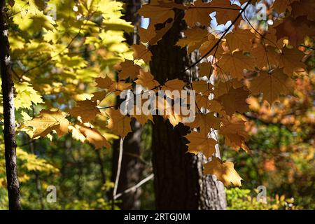 L'autunno dipinge il mondo in un capolavoro di colori. Arance, rossi e gialli dominano il paesaggio, rispecchiando il calore di un tramonto luminoso. Foto Stock
