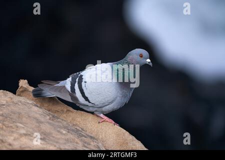 Colomba (Columba livia) seduto su una roccia in vista laterale a Fuerteventura Foto Stock