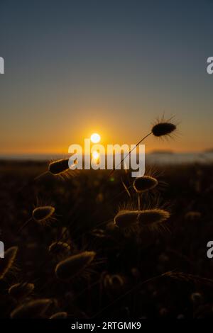 paisaje de atardecer en el mar con espigas a contraluz Foto Stock
