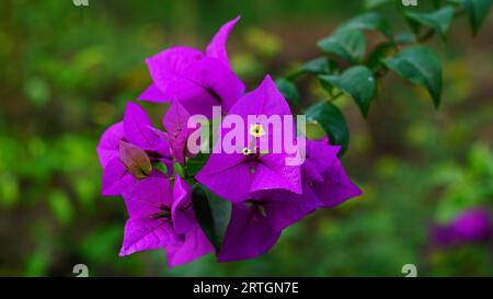 bouganvillea o bougainvillea glabra fiori sono fioriti nel giardino, i loro petali sono viola con pistole bianche Foto Stock