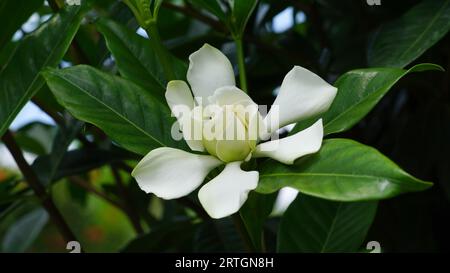 I fiori di Capo Jasmine fioriscono sugli alberi, i petali sono bianchi rivolti verso l'alto con bordi rugosi e le foglie sono di colore verde scuro. Foto Stock